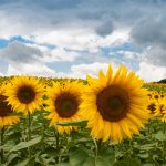 :NETHERLANDS: 84 percent of sunflower oil imports in 2021 came from Ukraine